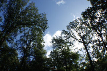 Wald Baum Himmel Wolke Sommer Sonne 