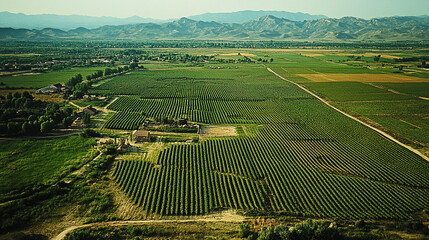 Extensive vineyard landscape showcasing rows of grapevines under a clear sky