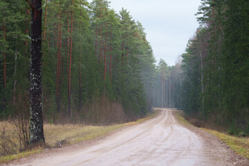 Fototapeta premium road in the forest