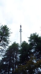 The BTS antenna's slender profile stretches towards the sky, its delicate curves a stark contrast to the rough bark of the surrounding trees , rustic, outdoor, landscape