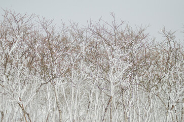 young oak forest after snowfall. Snow-covered evergreen forest after a blizzard. Winter nature concept background