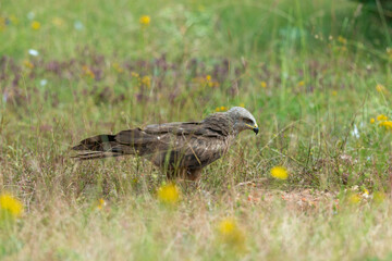 Milan royal,.Milvus milvus , Red Kite