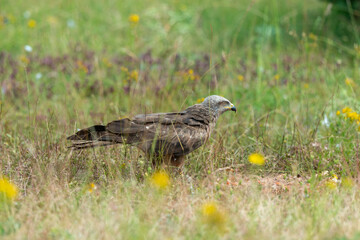 Milan royal,.Milvus milvus , Red Kite