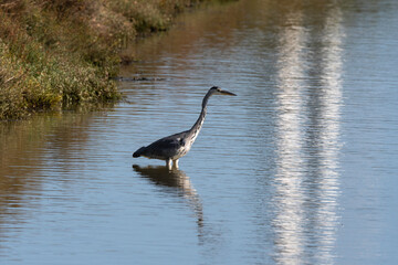 Héron cendré, Ardea cinerea, Grey Heron