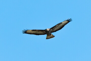 Buse variable,.Buteo buteo, Common Buzzard