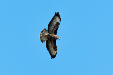 Buse variable,.Buteo buteo, Common Buzzard
