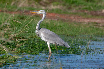 Héron cendré, Ardea cinerea, Grey Heron