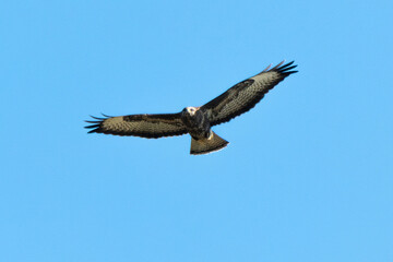 Buse variable,.Buteo buteo, Common Buzzard