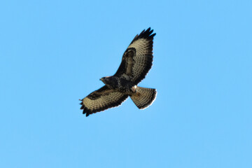 Buse variable,.Buteo buteo, Common Buzzard