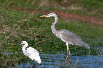 Héron cendré, Ardea cinerea, Grey Heron, Aigrette garzette, .Egretta garzetta, Little Egret, Marais Breton, Vendée, 85, France