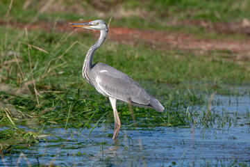 Héron cendré, Ardea cinerea, Grey Heron