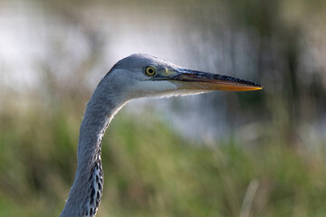 Héron cendré, Ardea cinerea, Grey Heron