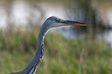 Héron cendré, Ardea cinerea, Grey Heron