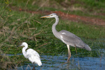 Héron cendré, Ardea cinerea, Grey Heron, Aigrette garzette, .Egretta garzetta, Little Egret, Marais Breton, Vendée, 85, France