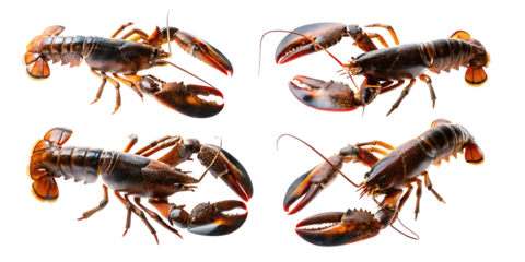 Set of Raw lobster collection on transparent background.AI GENERATED