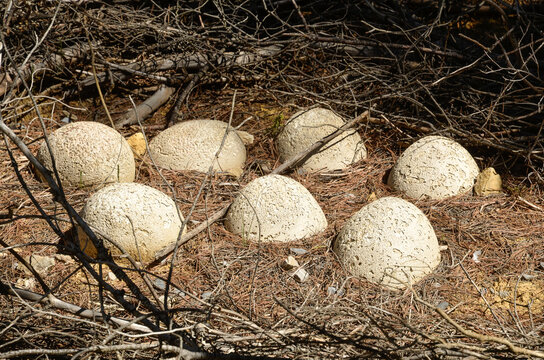 Droma&eacute;osaures, Mus&eacute;e Parc des Dinosaures, 34140, M&egrave;ze, H&eacute;rault, France