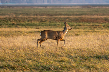 Wild Roe Deer in a Natural Habitat. Graceful Roe Deer in Golden Meadow.