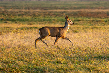 Wild Roe Deer in a Natural Habitat. Graceful Roe Deer in Golden Meadow.