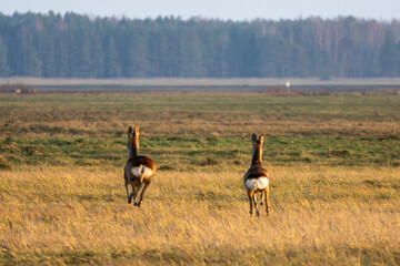 Wild Roe Deer in a Natural Habitat. Graceful Roe Deer in Golden Meadow.