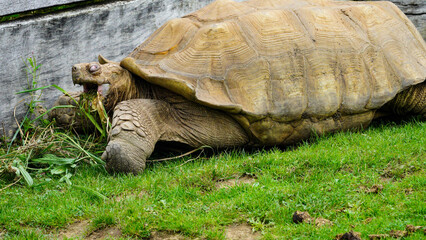 Fototapeta premium A protected, endangered African spurred giant tortoise in a zoo. Listed as vulnerable due to destruction of habitats and over grazing. They also fall prey to tribes who see them as a food source. 