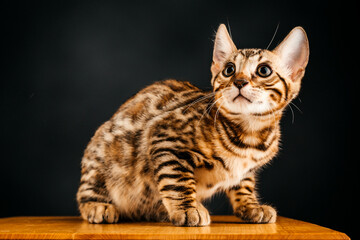 Gorgeous Spotted Bengal Cat with black background.