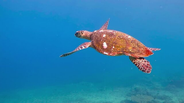 Sea turtle swimming underwater, blue water, lots of plankton. Video footage from scuba diving liveaboard adventure vacation. Wildlife in the tropical ocean. Sea exploration, scuba trip, travel footage