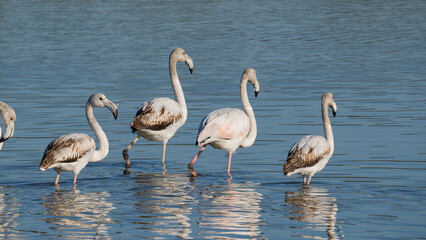 Pink flamingos wading and resting in shallow water
