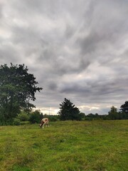 A cow grazing in a grassy field under a cloudy sky