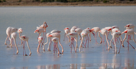 Naklejka premium Pink flamingos wading and resting in shallow water