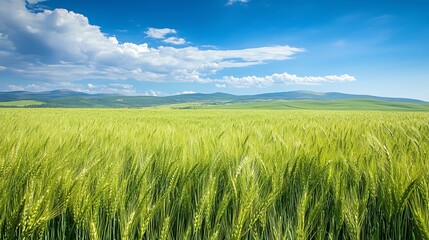 Obraz premium Vibrant green wheat field with a blue sky and fluffy white clouds.