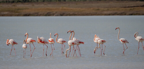 Naklejka premium Pink flamingos wading and resting in shallow water