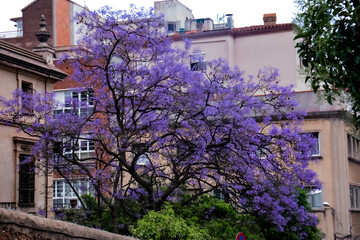 Fototapeta premium Purple Tree