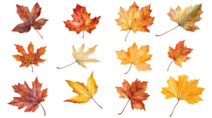 Collection of falling autumn maple leaves on transparent background.