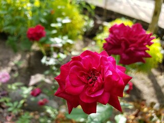 Close-up of a Single Vibrant Pink Rose in Bloom
