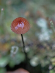Small mushroom with a shiny pink cap.