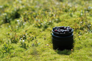 Still life of juicy blueberries in the middle of a meadow.