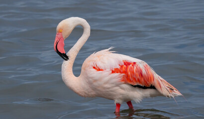 Pink flamingos wading and resting in shallow water