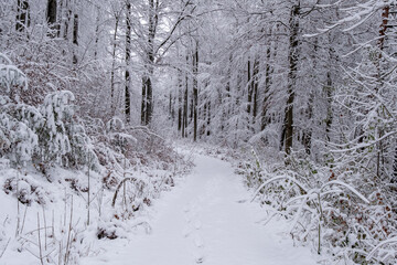 A snowy forest with trees covered in snow. The trees are bare and the snow is deep. The scene is peaceful and serene. Germany.