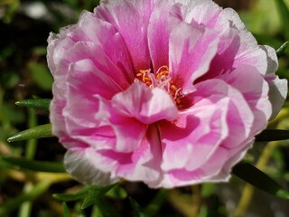 Close-up of a Pink and White Flower with Yellow Center