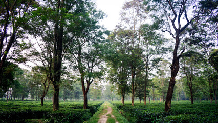 Tea Garden