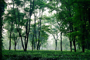 Obraz premium Tea Garden