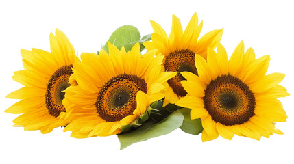  A  Beautiful sunflower isolated   on Transparent PNG format Background. © Eisa