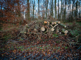 Frisch gefällte Bäume am waldrand