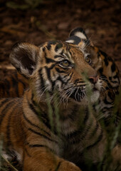 Baby tiger portrait