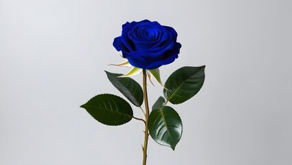 A single blue rose with velvety, rich-textured petals in a deep, vibrant cobalt hue. 