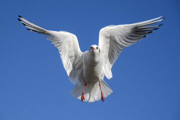Black headed Gull in flight