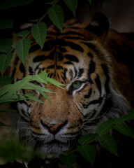 Hiden tiger portrait