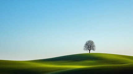 A tree stands alone in a grassy field with a clear blue sky above