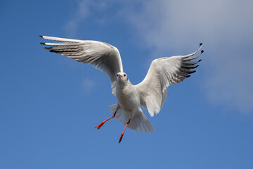 Black headed Gull in flight