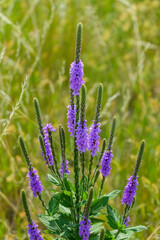 flowers in the field